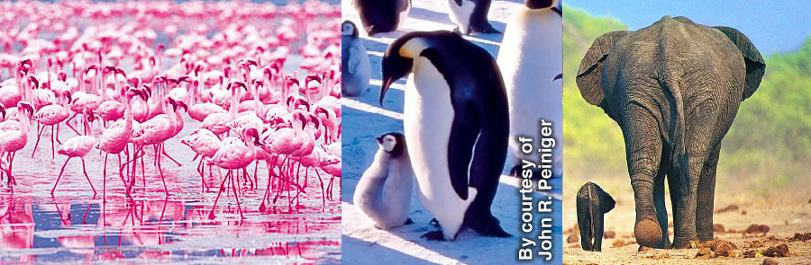 فیل،‏ پنگوئن و فلامینگو با بچه‌هایشان