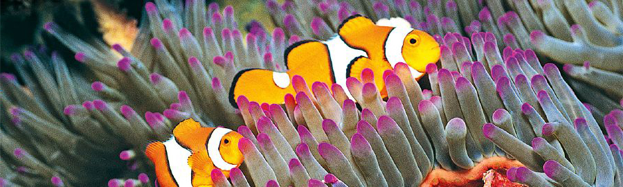 ماهی‌ها در کنار صخره‌های مرجانی