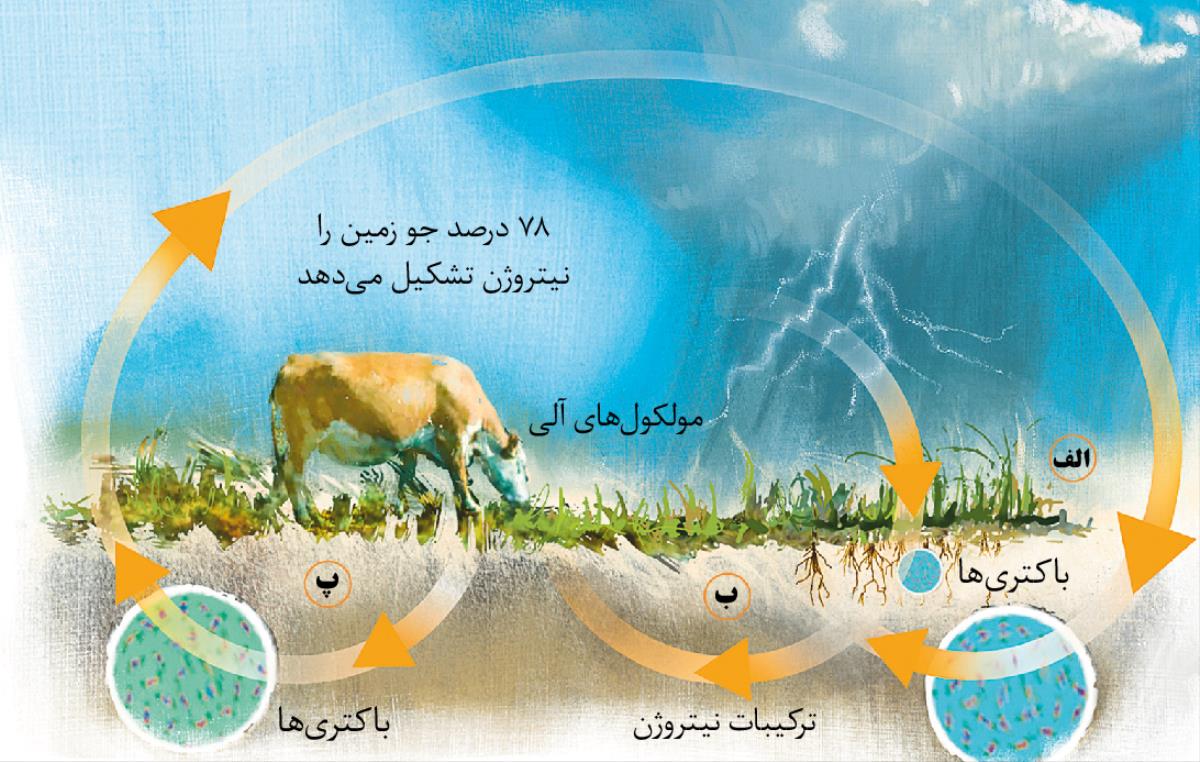 چرخهٔ نیتروژن
