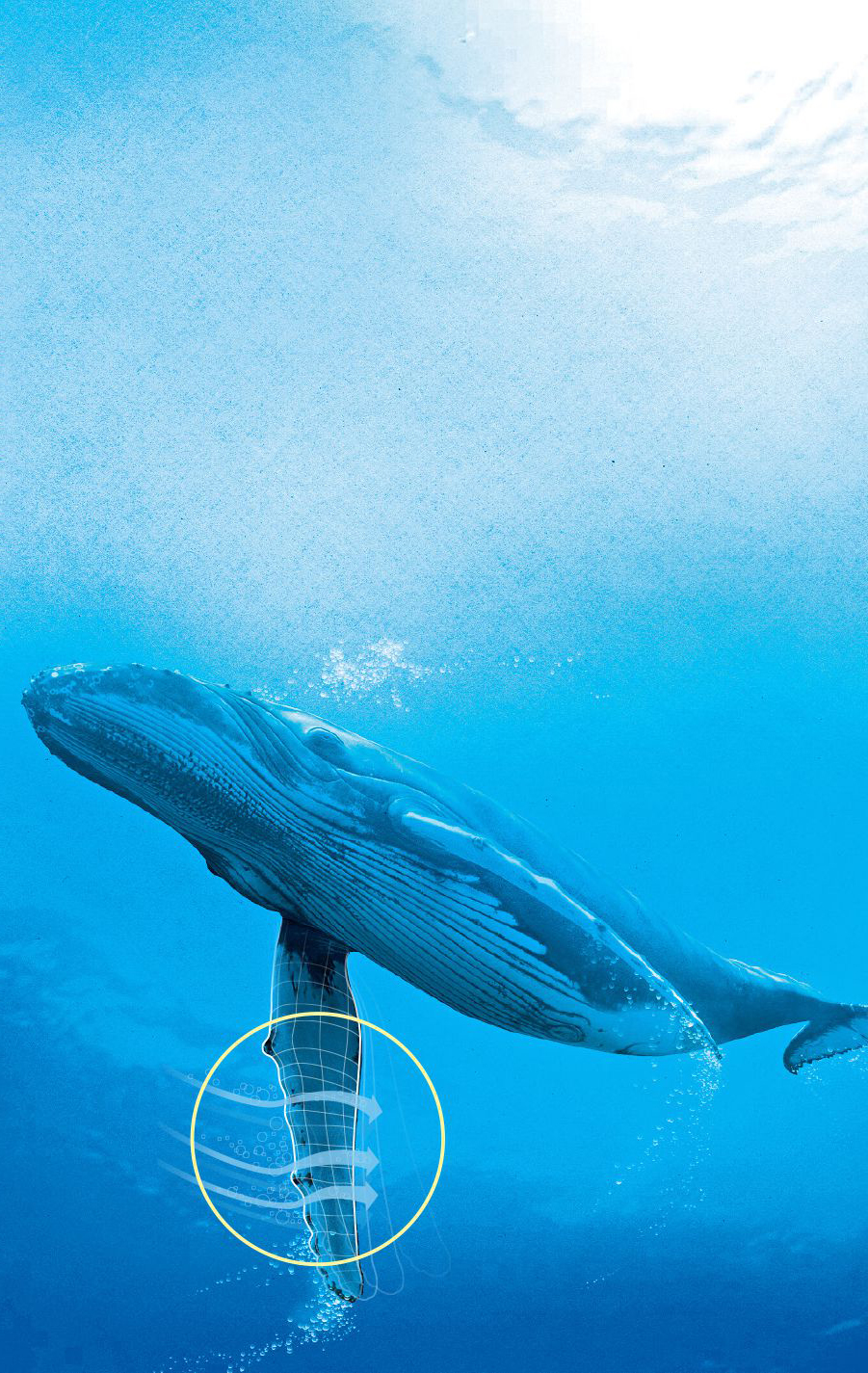 باله‌های نهنگ گوژپشت