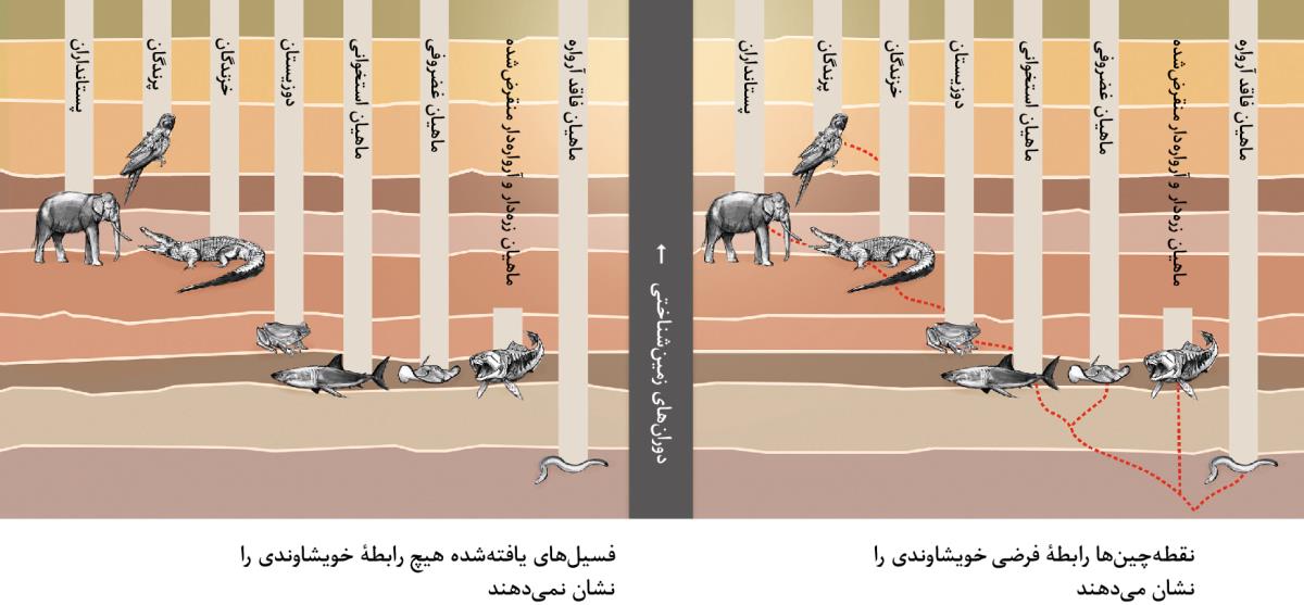 نموداری كه رابطهٔ فرضی خويشاوندی بين انواع حيوانات را نشان می‌دهد