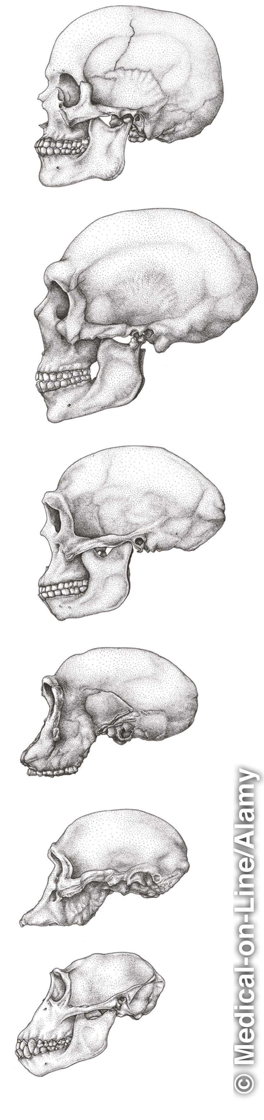 جمجمه‌های انسان و ميمون