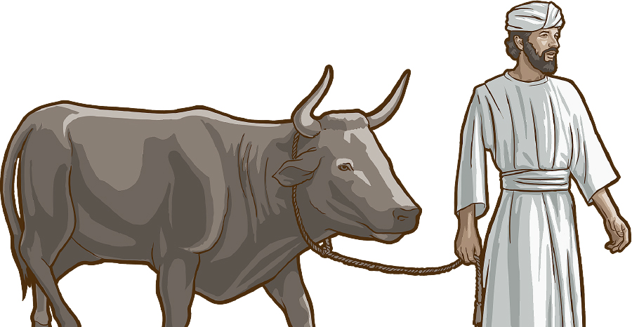 یک اسرائیلی با گاو نر