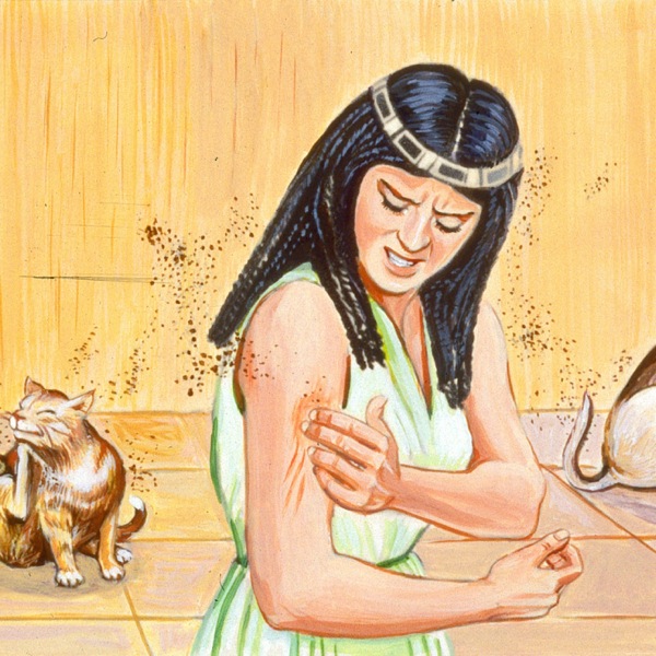 تو بلای سوم،‏ زنی را پشه ها نيش زدند