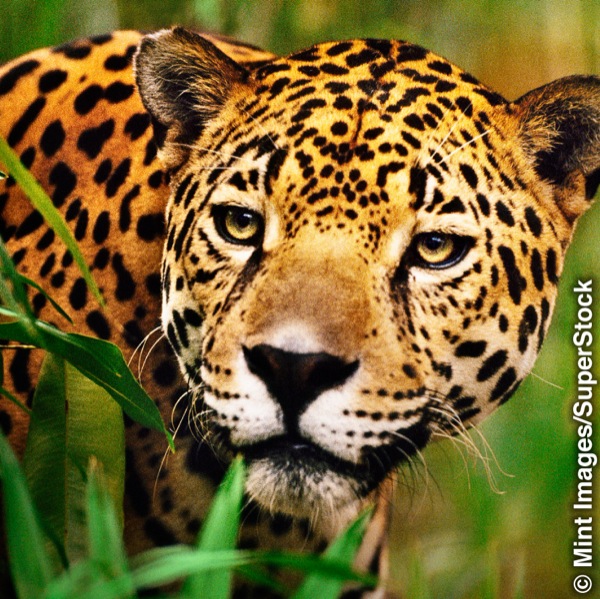Un jaguar