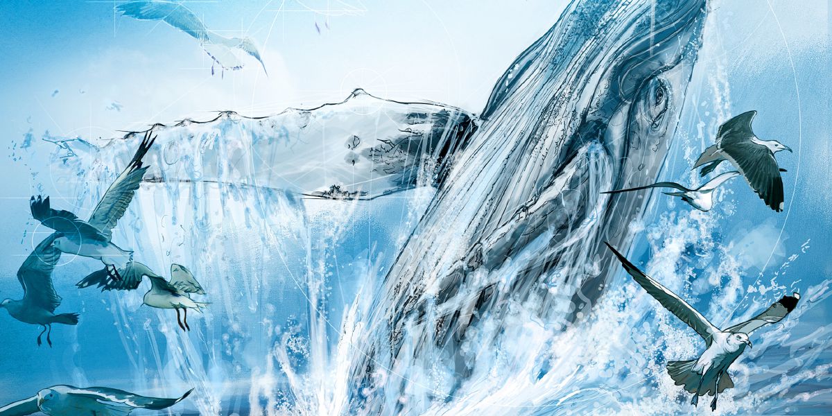 Des goélands et une baleine