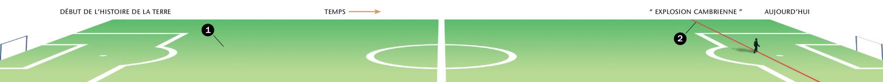 Une frise chronologique de la longueur d’un terrain de football montre le début de l’histoire de la terre jusqu’à ce qu’on appelle l’explosion cambrienne