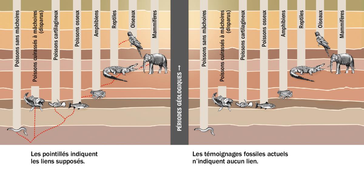Un graphique montrant les liens supposés entre différentes sortes d’animaux