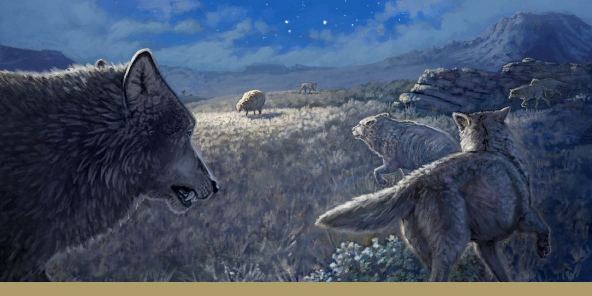 Un mouton encerclé par une meute de loups.