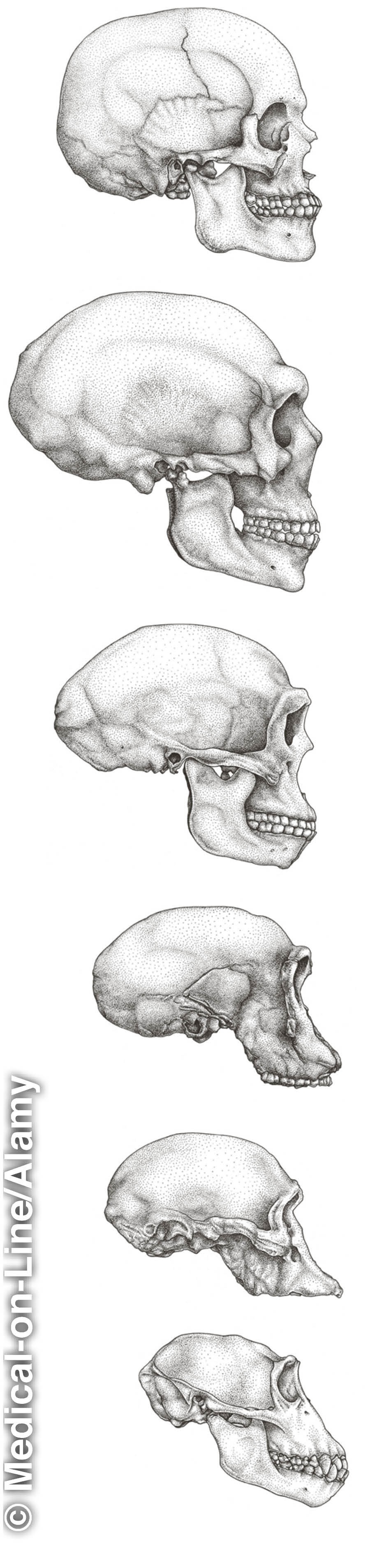 Cranios humanos e de simios.