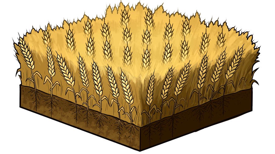 Boa terra na que está medrando moito trigo.