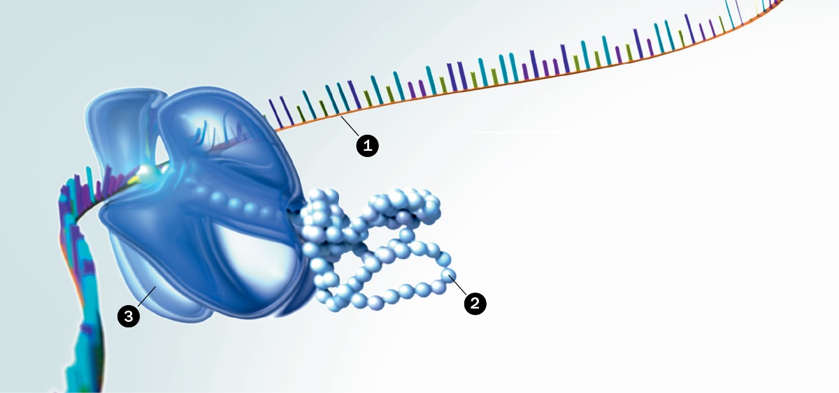 RNK, bjelančevine i ribosomi
