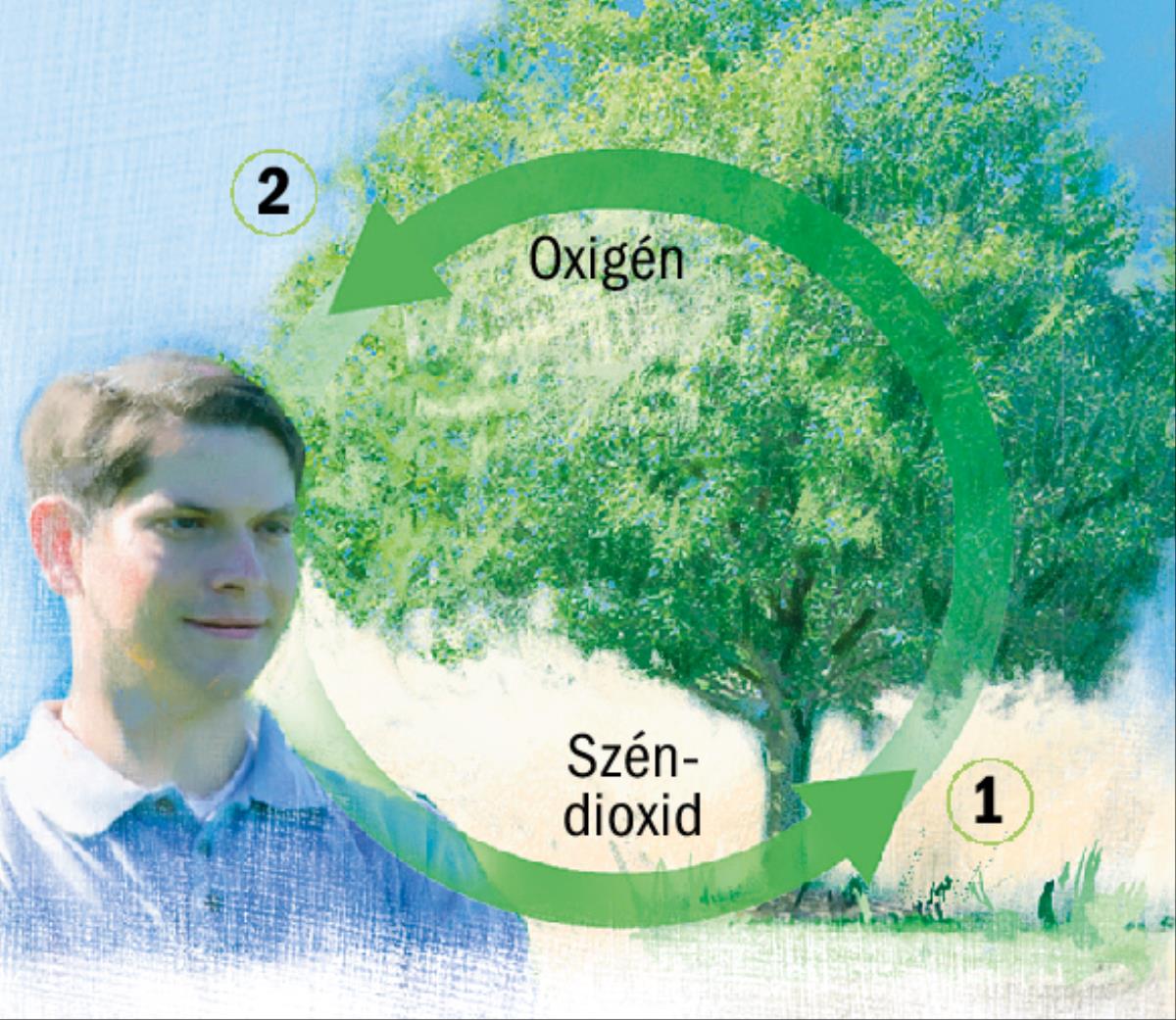 A szén- és oxigénkörforgás