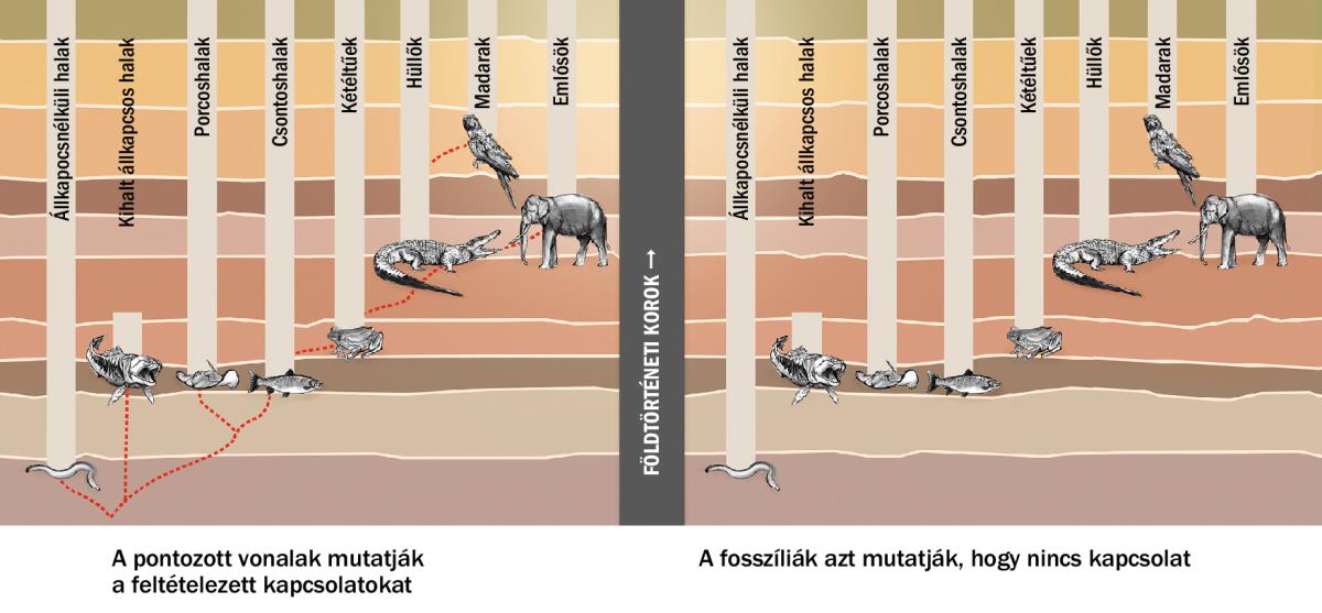 Ábra, mely mutatja a feltételezett kapcsolatokat a különböző állatfajok között