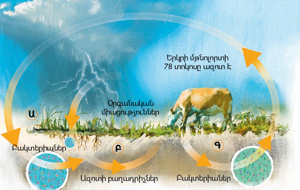 Ազոտի շրջապտույտը