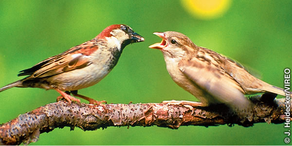 Seekor burung pipit sedang memberi makan anaknya.
