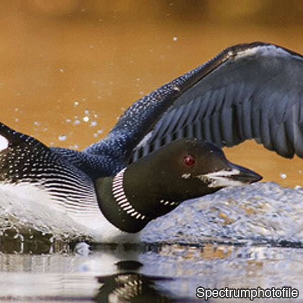 [Gambar di hlm. 16 dan 17]