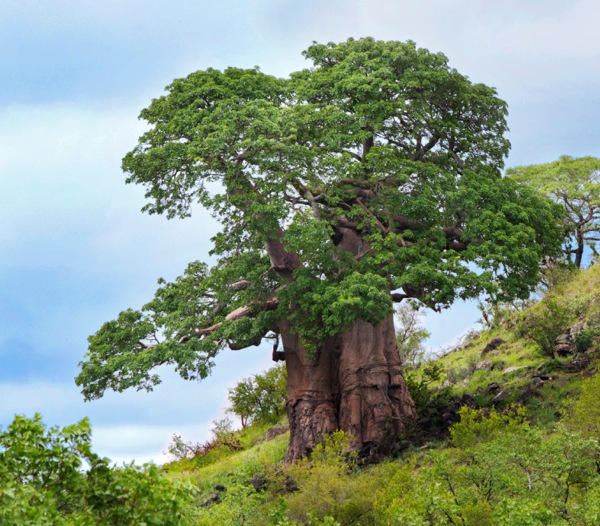 Pohon baobab