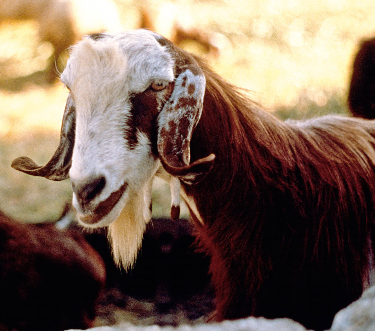 [Gambar di hlm. 955]