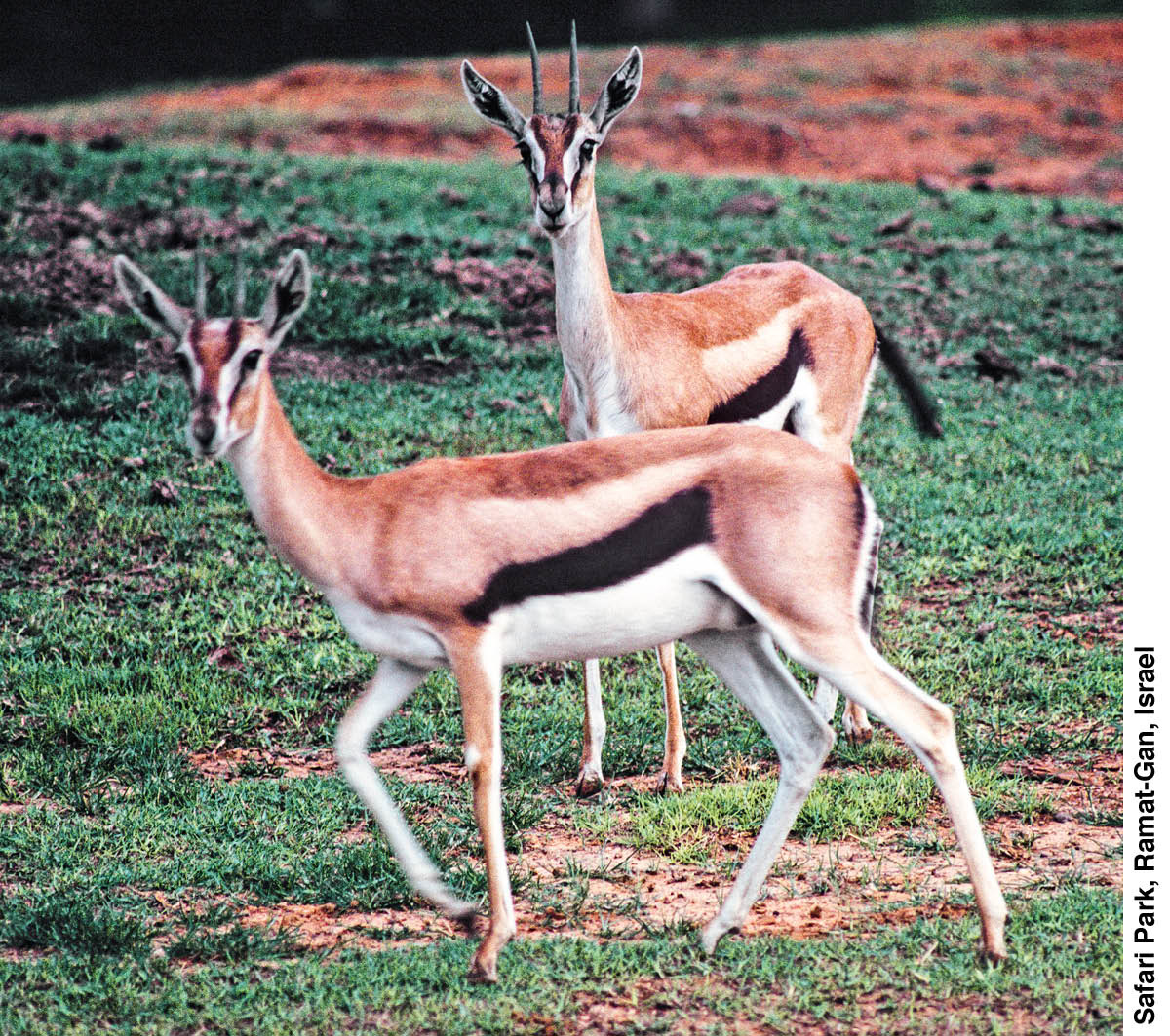 [Gambar di hlm. 955]