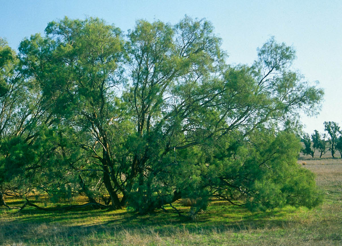 [Gambar di hlm. 963]