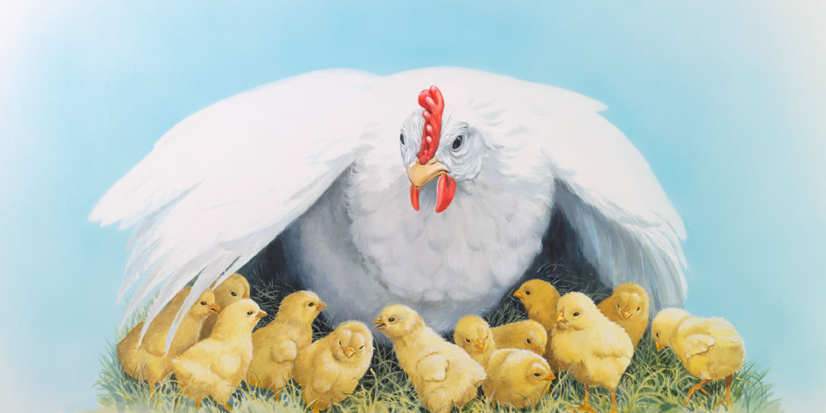 Seekor induk ayam mengumpulkan anak-anaknya di bawah sayapnya