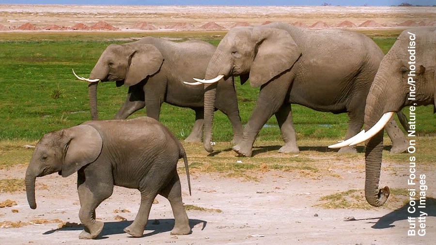 Sekawanan gajah bepergian bersama-sama.