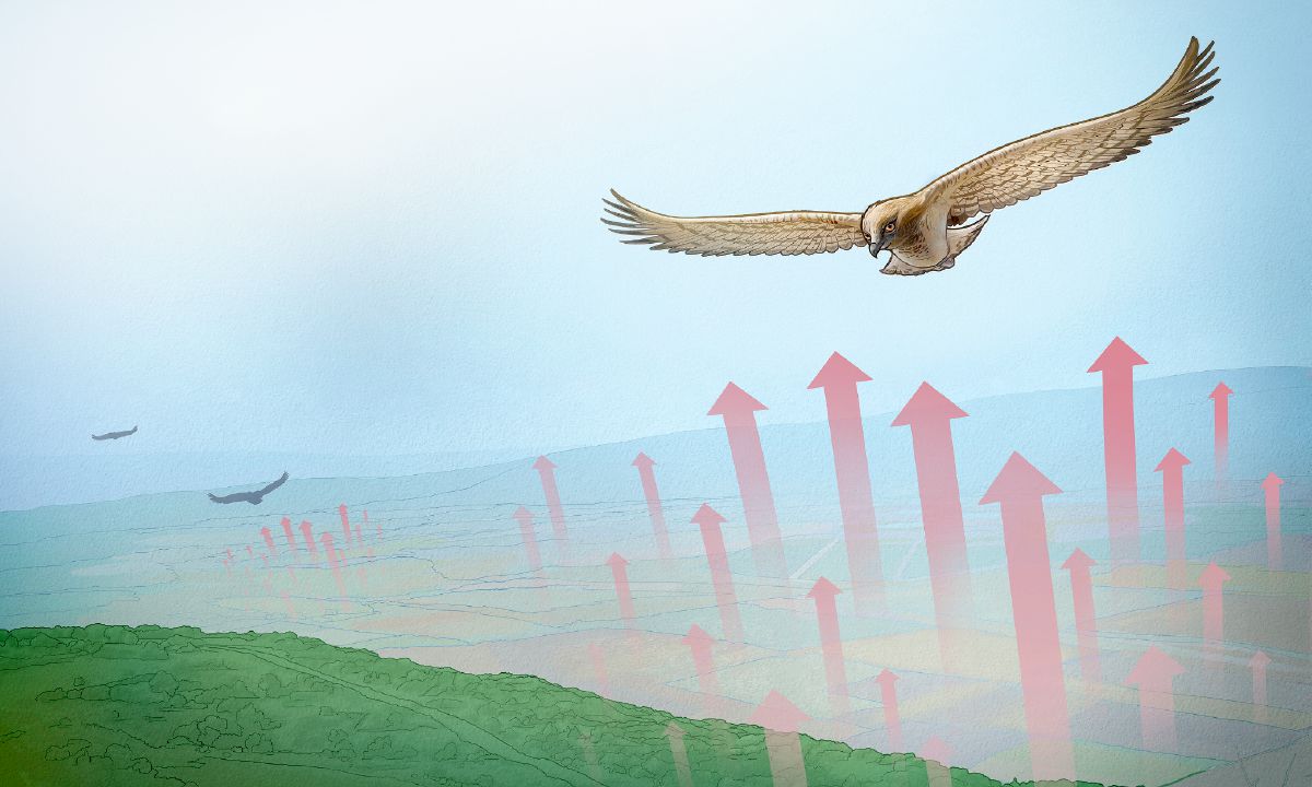 Eagles stay aloft with the help of thermals