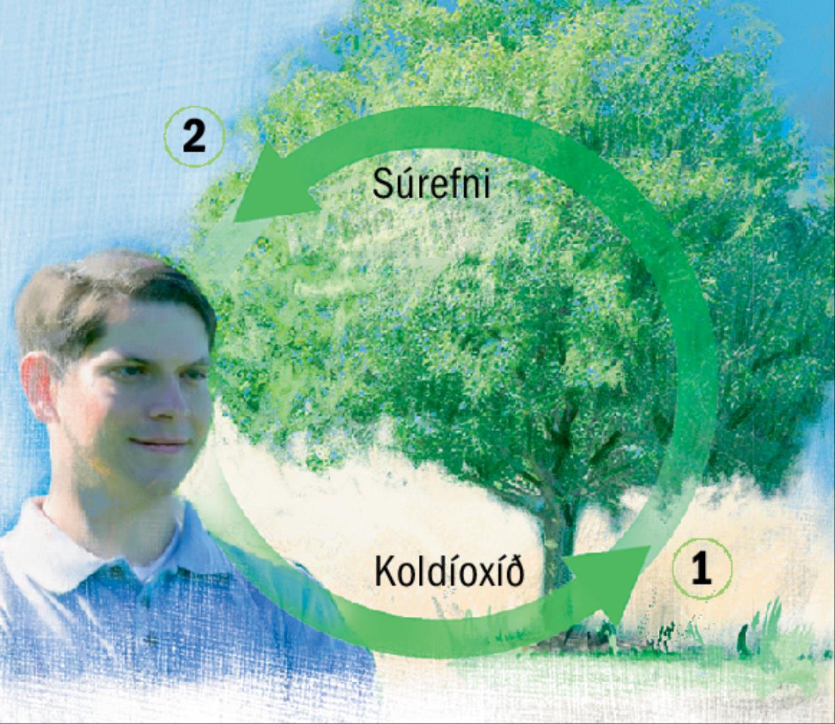 Hringrás kolefnis og súrefnis.