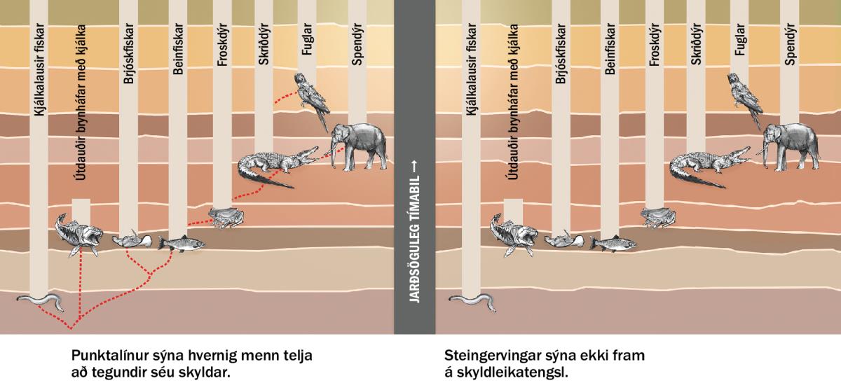 Súlurit sem lýsir hvernig menn telja að dýrategundir séu skyldar