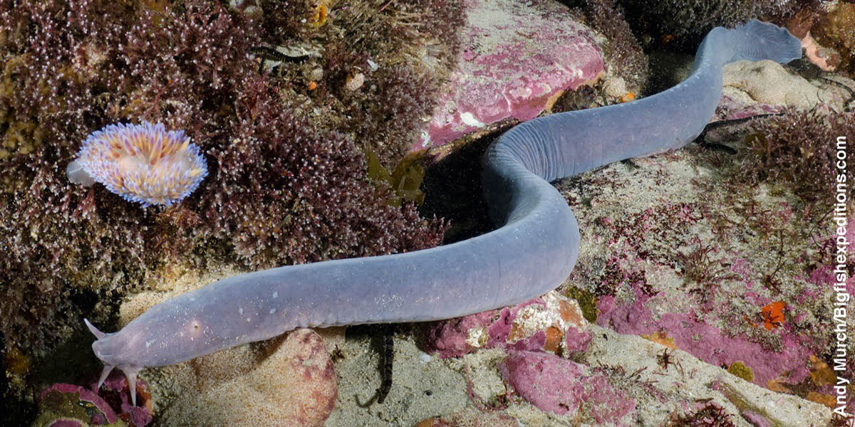 Eri nọ a re se hagfish nọ ọ be ya ame evaọ obotọ abade.