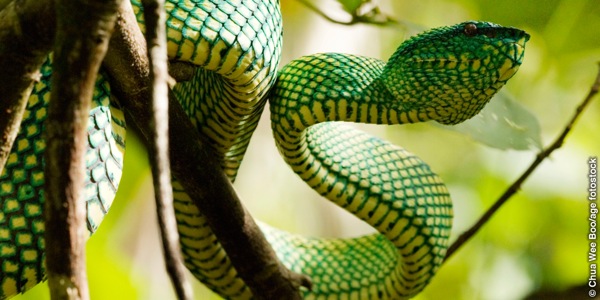 Serpente su un albero