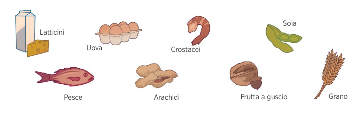 Latte, uova, crostacei, soia, pesce, arachidi, frutta a guscio e grano