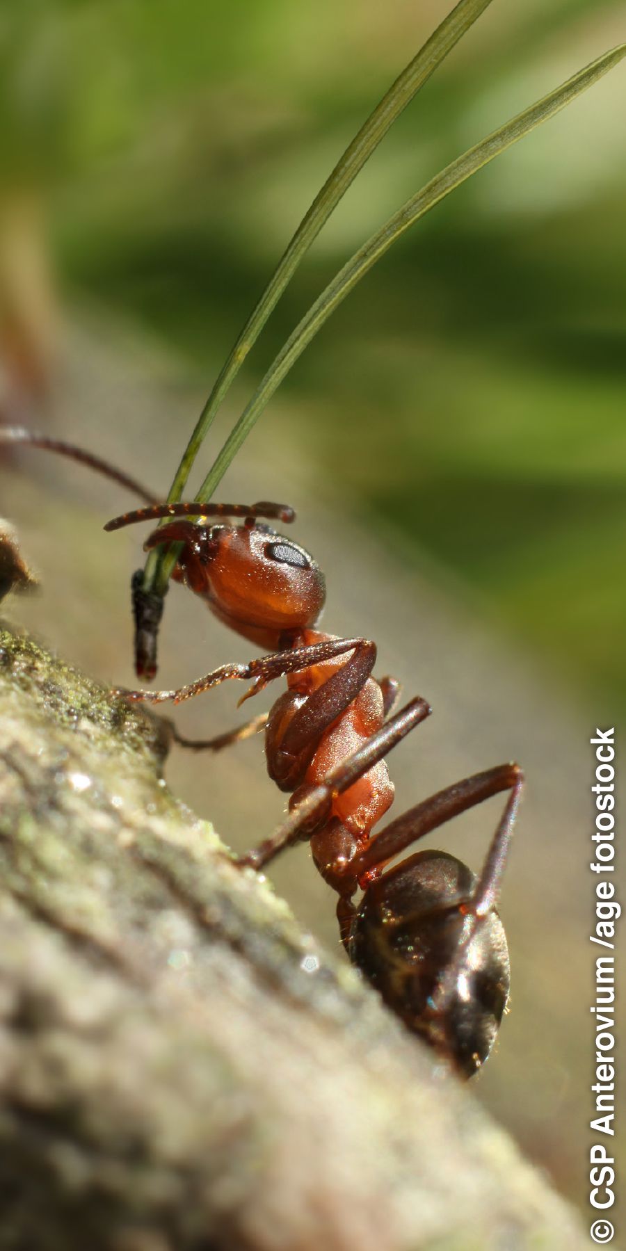 Una formica trasporta aghi di pino con la bocca