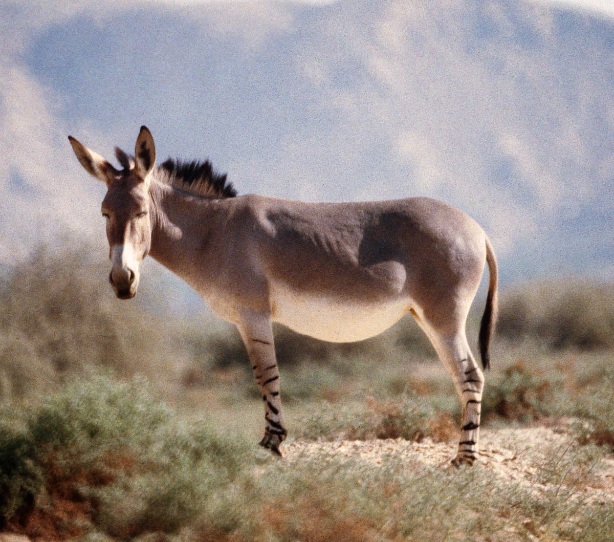 [Immagine a pagina 955]