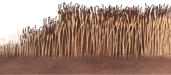 Il grano e le zizzanie crescono insieme