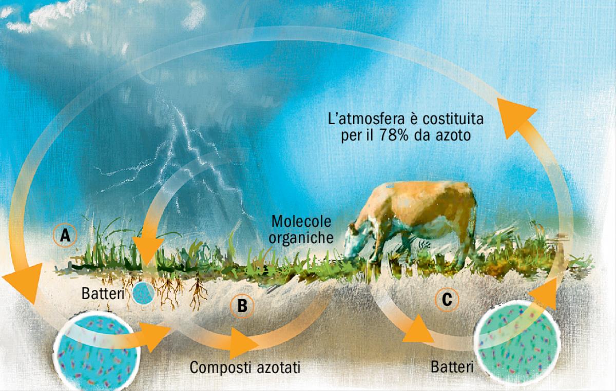 Il ciclo dell’azoto