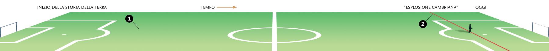 Una linea del tempo lunga quanto un campo di calcio mostra la distanza tra l’inizio della storia della terra e la cosiddetta esplosione cambriana