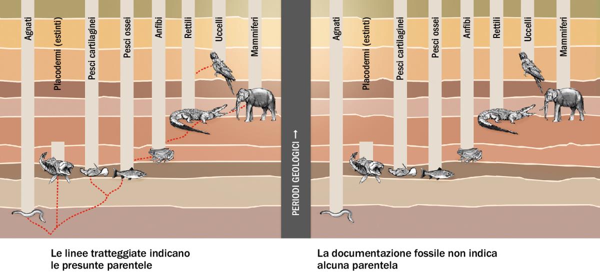 Un grafico che mostra le presunte parentele tra diversi tipi di animali