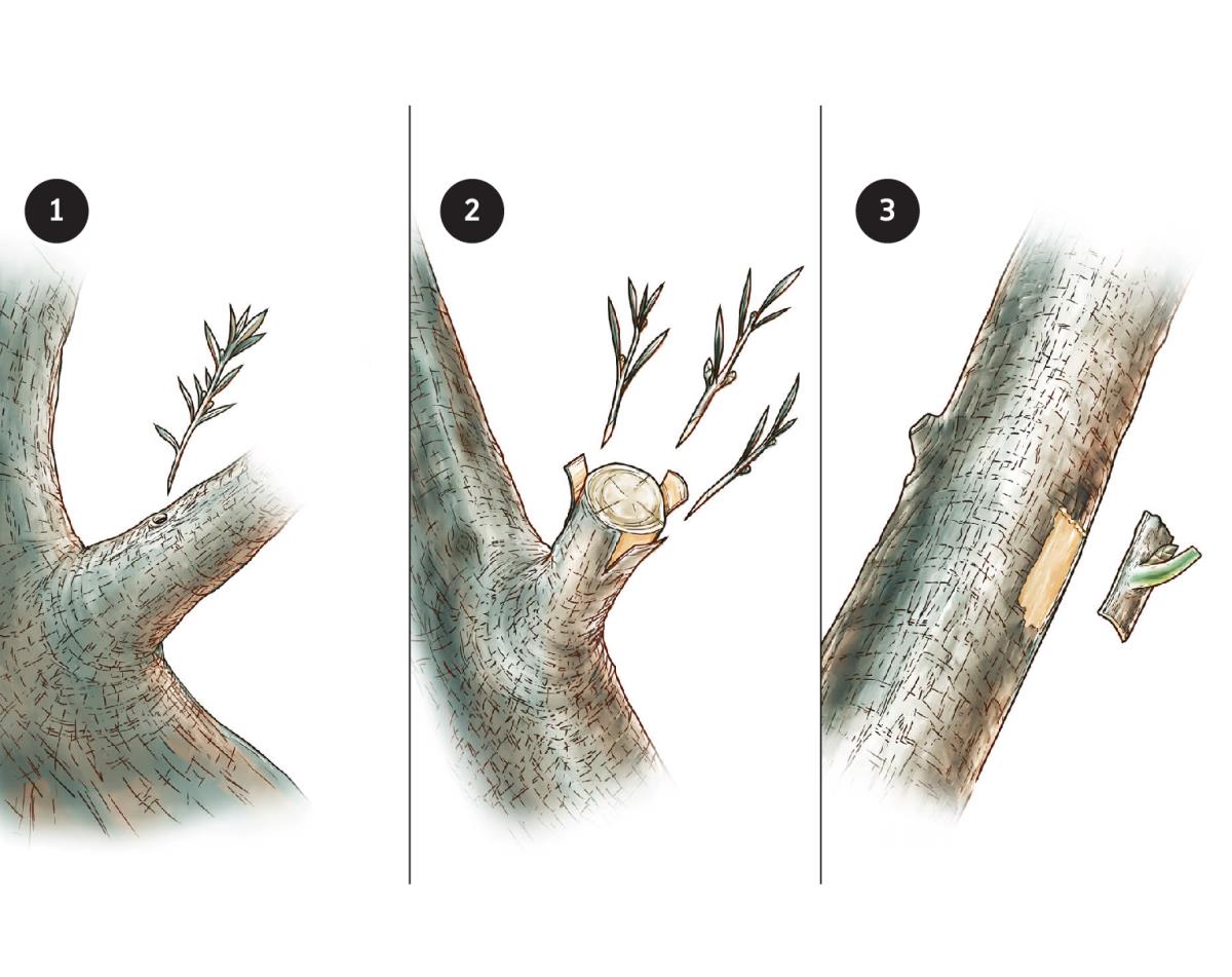 Innesto di un ramo d’olivo