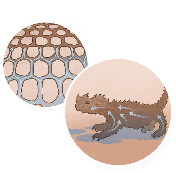 モロクトカゲの皮膚の表面にある溝の絵