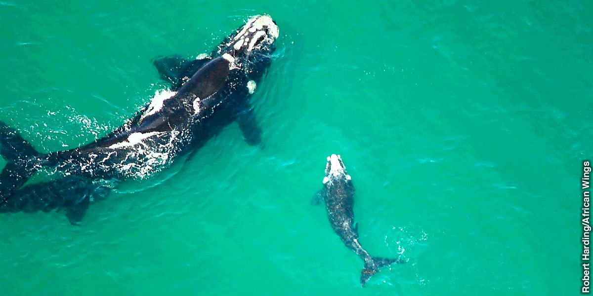 セミクジラの母親と子ども