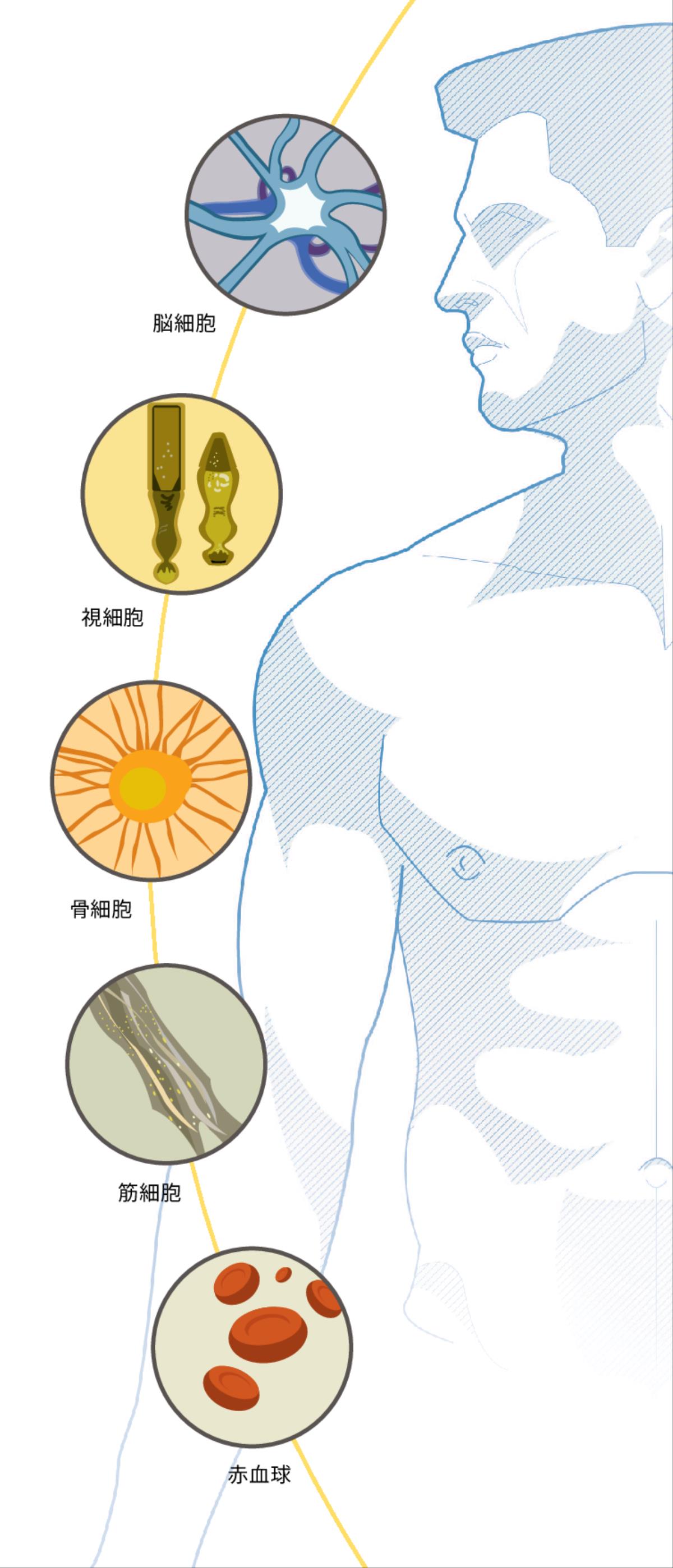 脳細胞，視細胞，骨細胞，筋細胞，赤血球