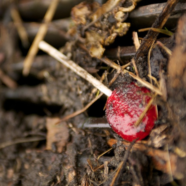 A dirty piece of candy in a gutter