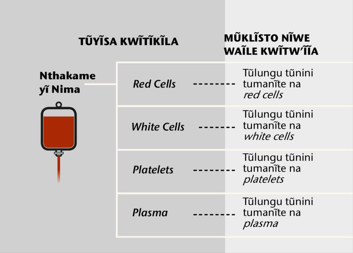 Nthakame, ila ilungu inya nene syayo, na tũlungu tũnini twa nthakame