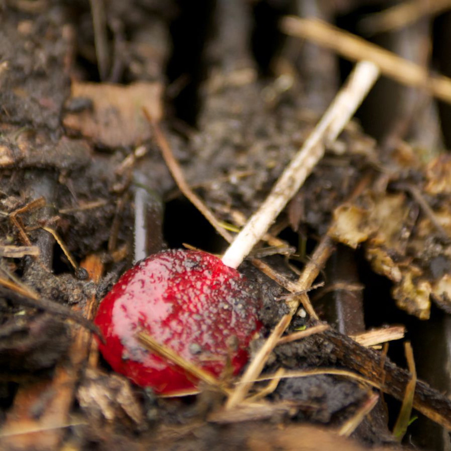 Mamakujuk minguttooq kussiamiittoq