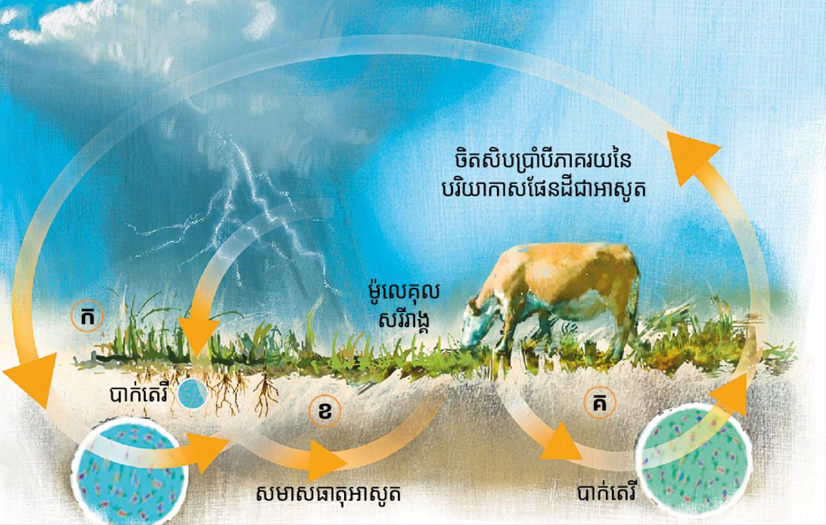 វដ្ដ​អាសូត