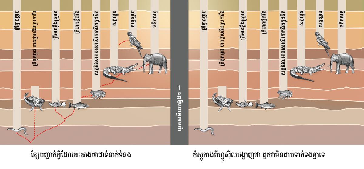 តារាងមួយបង្ហាញទំនាក់ទំនងរវាងសត្វដែលគេអះអាងថាពាក់ពន្ធគ្នា