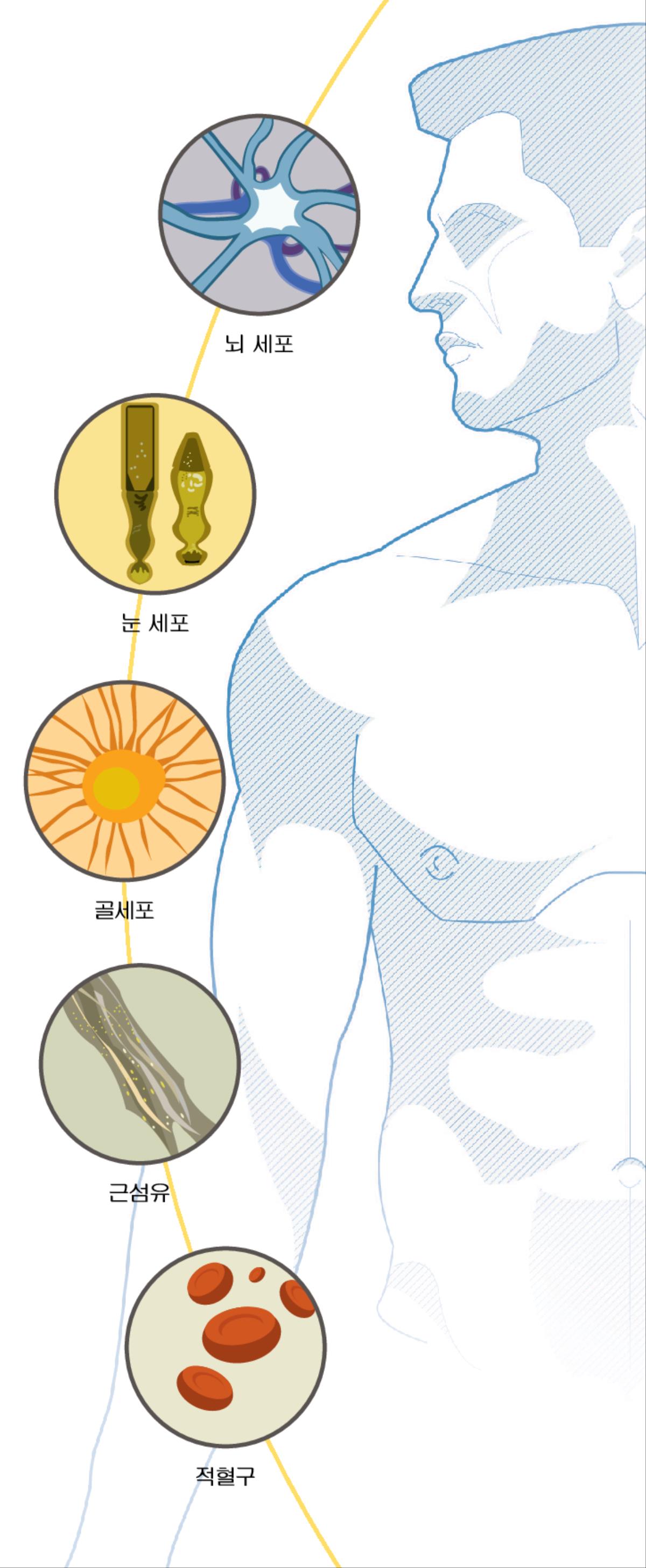 뇌세포, 눈 세포, 골세포, 근섬유, 적혈구