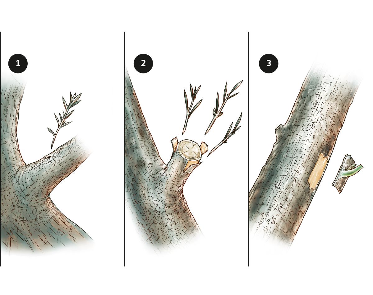 올리브나무 가지 접붙이기